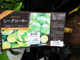 ９月入荷中 果樹苗の紹介
