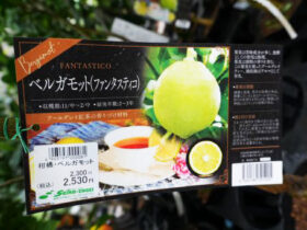 ９月入荷中 果樹苗の紹介