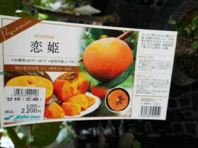 ９月入荷中 果樹苗の紹介