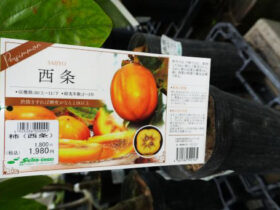 ９月入荷中 果樹苗の紹介