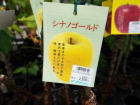 ９月入荷中 果樹苗の紹介
