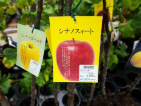 ９月入荷中 果樹苗の紹介