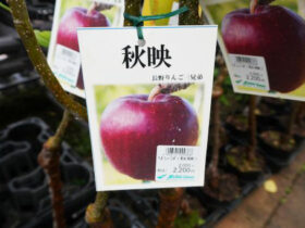 ９月入荷中 果樹苗の紹介