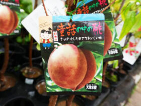 ９月入荷中 果樹苗の紹介