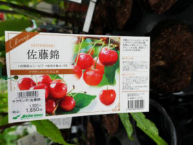 ９月入荷中 果樹苗の紹介