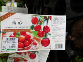 ９月入荷中 果樹苗の紹介