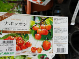 ９月入荷中 果樹苗の紹介