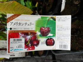 ９月入荷中 果樹苗の紹介