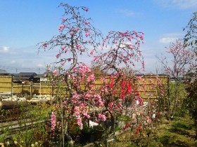 岡山の植木販売、花桃咲きました