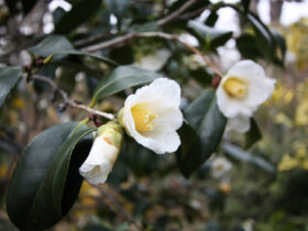 １月の植木の様子