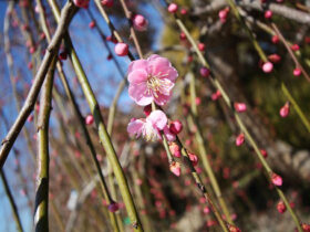 ２月の植木の様子
