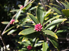 ２月の植木の様子