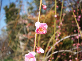 ３月の植木の様子