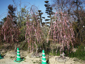 ３月の植木の様子