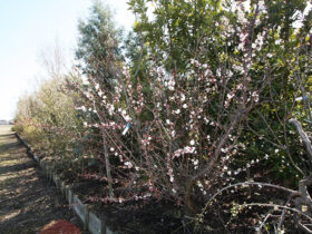 ３月の植木の様子