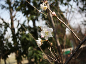 ３月の植木の様子