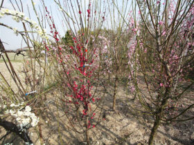 ３月の植木の様子
