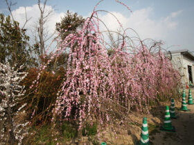 ３月の植木の様子
