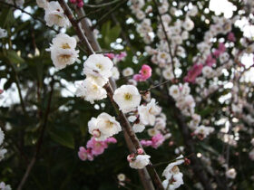 ３月の植木の様子