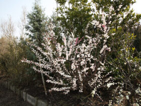 ３月の植木の様子