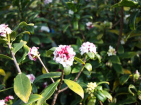 ３月の植木の様子