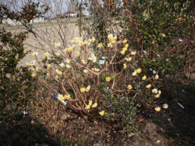 ３月の植木の様子