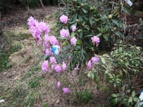 ３月の植木の様子