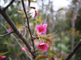 ３月の植木の様子