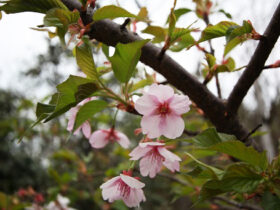 ３月の植木の様子