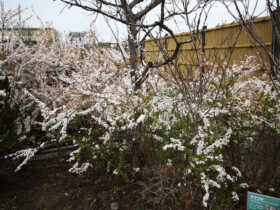 ３月の植木の様子