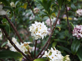 ３月の植木の様子