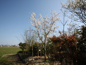 ３月の植木の様子