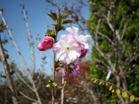 ３月の植木の様子