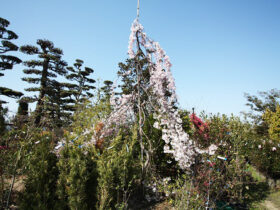 ３月の植木の様子