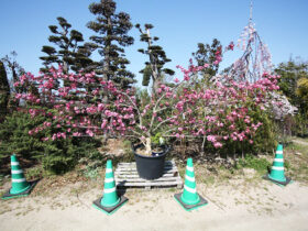 ３月の植木の様子