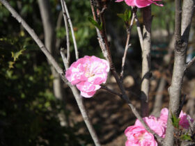 ３月の植木の様子