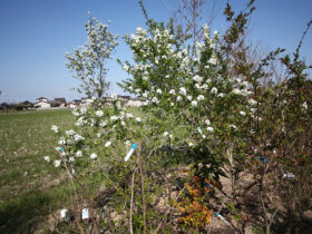 ３月の植木の様子