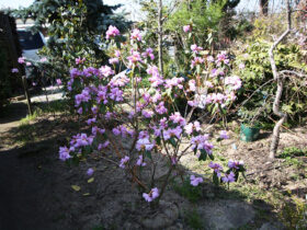 ３月の植木の様子