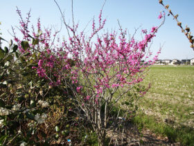 ３月の植木の様子
