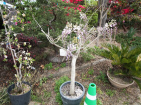 ４月の植木の様子