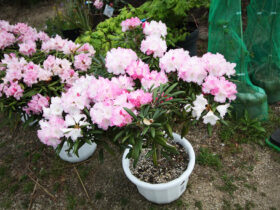 ４月の植木の様子