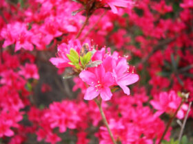 ４月の植木の様子