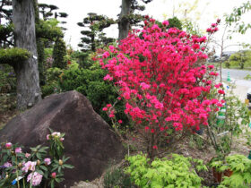 ４月の植木の様子