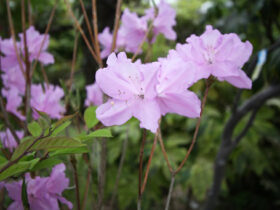 ４月の植木の様子