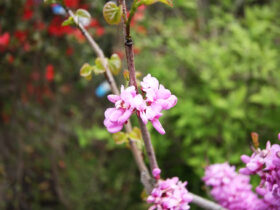 ４月の植木の様子