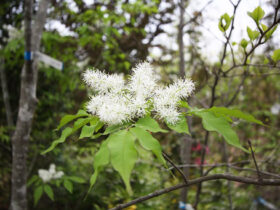 ４月の植木の様子