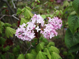 ４月の植木の様子