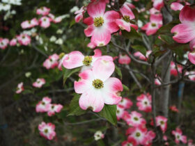 ４月の植木の様子