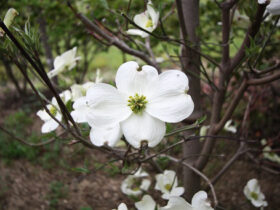 ４月の植木の様子