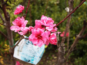 ４月の植木の様子